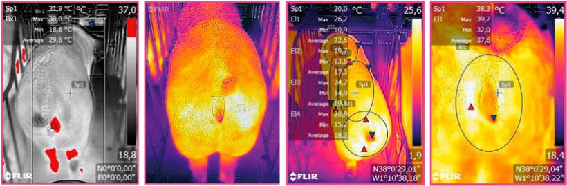 Zdjęcie 3. Obraz termograficzny wykonany przez urządzenie FLIR połączone ze smartfonem. Źródło: Ramis et al. 2017.