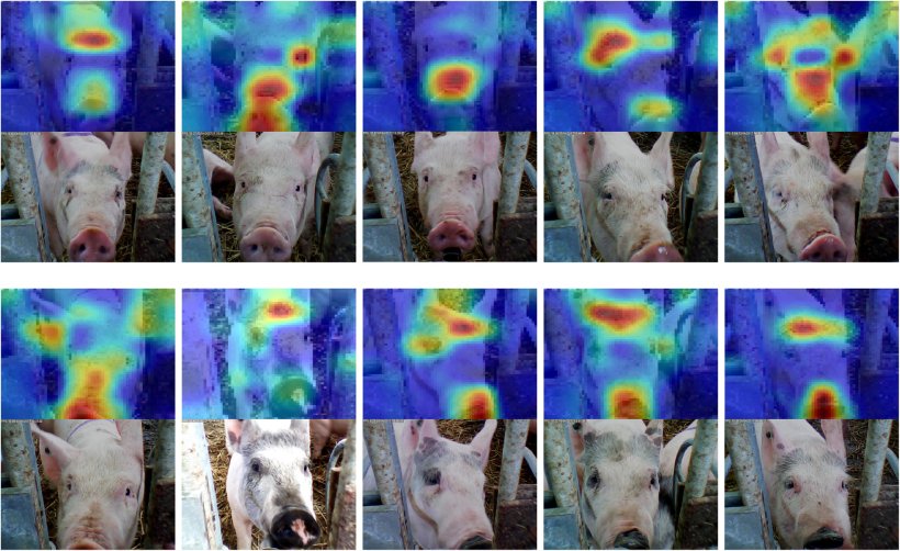 Zdjęcie 6. Zastosowanie systemu rozpoznawania twarzy u świń. Źródło: Hansen et al. 2018.