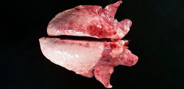 Fot. 2. W zakażeniu Mycoplasma hyopneumoniae obserwuje się często zmiany w dogłowowo-brzusznej części płuc
