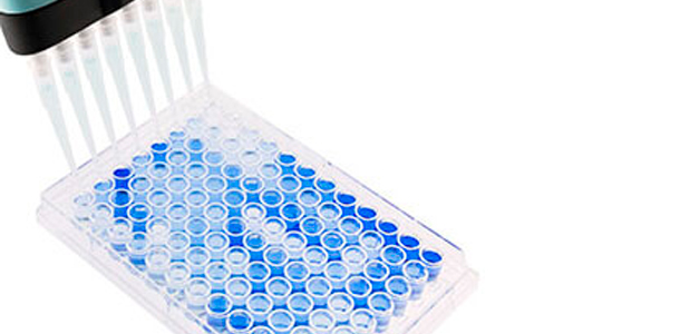 Fot. 1. 96- dołkowa płytka ELISA z płaskim dnem stosowana do serologii PRRSV. Pozytywne próbki wybarwiły się na niebiesko. Źródło: Base Pair Biotechnologies.