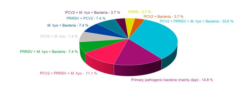 Ryc 1:&nbsp;Kombinacje koinfekcji stwierdzonych w przypadkach PRDC, zdiagnozowanych w ciągu ostatnich czterech lat przez Wydział Anatomii Patologicznej Wydziału Nauk Weterynaryjnych Uniwersytetu w Murcji.
