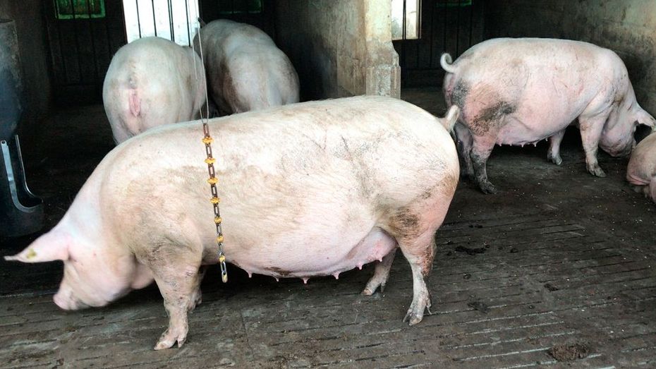 Zdjęcie 1. Kojec grupowy dla loch po drugim porodzie. Wszystkie są w tym samym momencie cyklu, aby ułatwić szczepienia, z tym samym programem co loszki.
