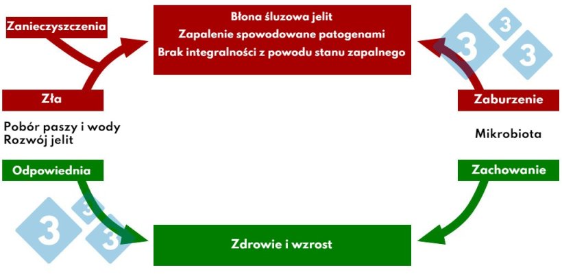 Wykres 4. Interakcja poboru paszy i wody w patologii jelit.
