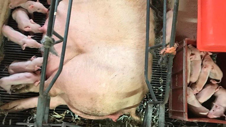 Fot 1.Podział miotu do karmienia pomaga wszystkim prosiętom uzyskać wystarczającą ilość siary
