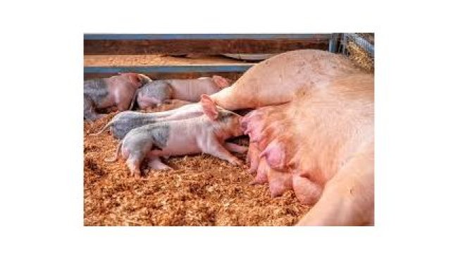 sow piglet