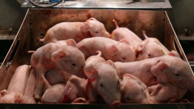 Miot 16 prosiąt od lochy wysokoplennej
