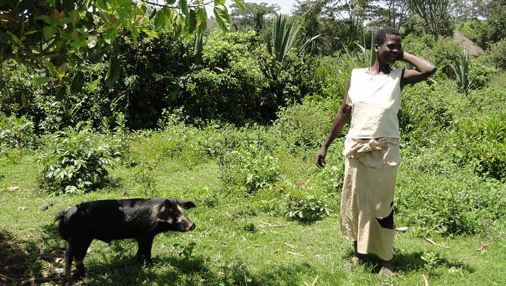 Świnia została przywiązana do drzewa, aby uniknąć szk&oacute;d okolicznych upraw w Homa Bay, Kenia