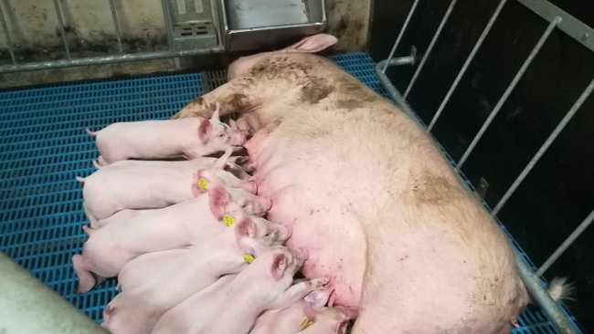 Ryc. 7. Kojec porodowy ze swobodnie puszczoną lochą