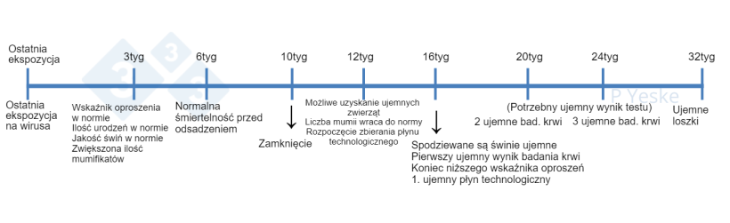 Wykres 1. Oś czasu dla stabilizacji po ekspozycji stada na wirusa. Przedstawiono niektóre etapy, które należy monitorować podczas eliminacji wirusa i jakie są prognozy. Zdajemy sobie sprawę z tego, że każde stado będzie w nieco innej sytuacji, co może wpłynąć na zmianę tego harmonogramu, ale jest to punkt odniesienia, gdy stado rozpoczyna ten proces.