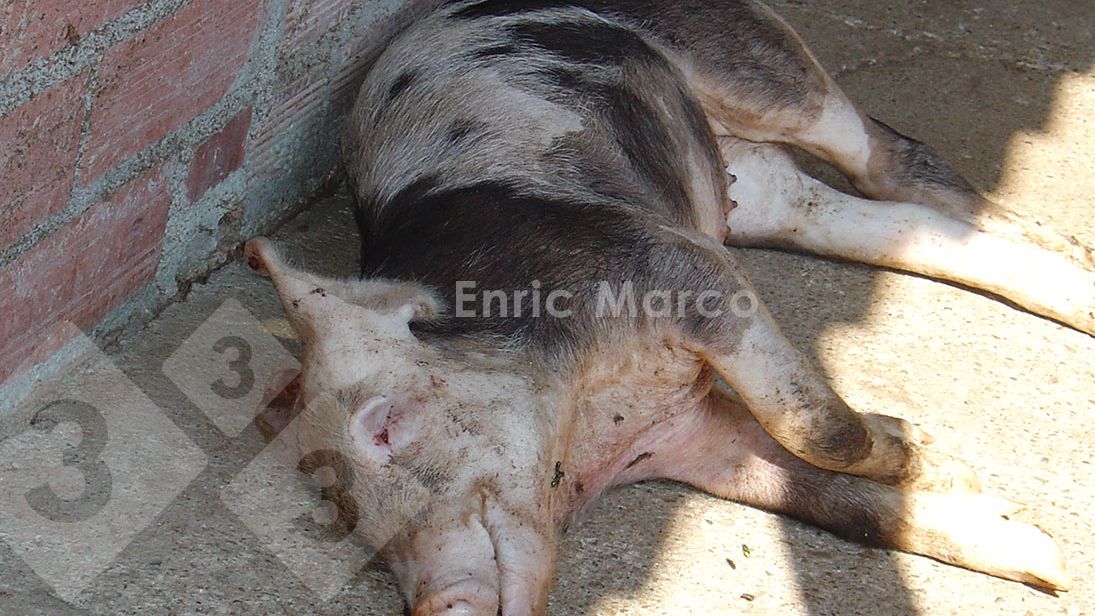 Fot. 1. Świnia, kt&oacute;ra padła w wyniku zakażenia Actinobacillus pleuropneumoniae.

