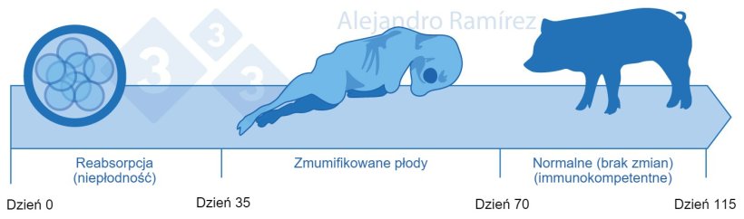 Niepłodność i zmumifikowane płody z powodu parwowirusa
