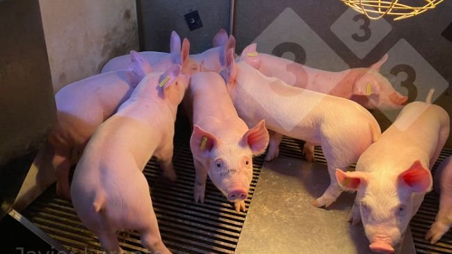 Fot. 3. Niedawno odsadzone prosięta wysokiej jakości. Większa szansa na sukces po odsadzeniu.