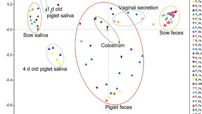 Ryc. 2. Wyniki analizy PCoA różnorodności mikrobiologicznej próbek świń Jinfen White i Mashen. Wyniki głównej analizy współrzędnych (PCoA) śliny loch i prosiąt, środowiska porodowego, kału loch i prosiąt, siary i wydzieliny pochwowej loch. Współrzędna główna 1 (PC1) reprezentuje liczebność mikrobioty, współrzędna główna 2 (PC2) - jednorodność zbiorowiska drobnoustrojów.