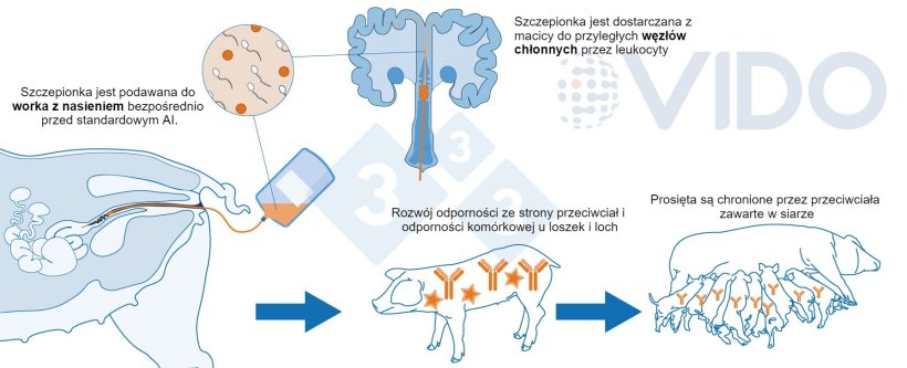 Ryc. 1. Sugerowany mechanizm działania szczepionki domacicznej: Szczepionka&nbsp; jest dostarczana do macicy podczas standardowej lub poszyjkowej sztucznej inseminacji, aby wygenerować u loszek/macior&oacute;w odpowiedź immunologiczną pośredniczoną przez przeciwciała i kom&oacute;rkową. Wytwarzane są przeciwciała siarowe, kt&oacute;re są dostarczane ssącym nowonarodzonym prosiętom.
