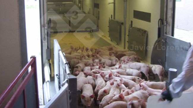 Fot. 4. Prosięta ładowane na ciężar&oacute;wkę. Ciężar&oacute;wka jest przygotowana, klimatyzowana i zamknięta, aby zapobiec zimnu i przeciągom wiejącym na prosięta.
