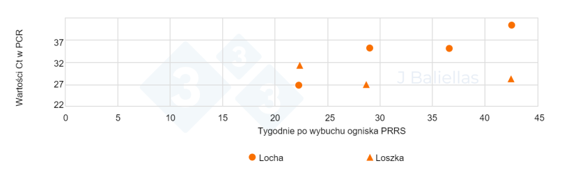 Wykres 3. Zmiany wartości PCR Ct z próbek języków martwo urodzonych prosiąt od loch pierworódek i wieloródek w tygodniach po wybuchu epidemii PRRS.