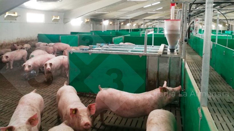 Fot. 8: W kojcach ciążowych na każde 20 macior przypada jeden podajnik elektroniczny
