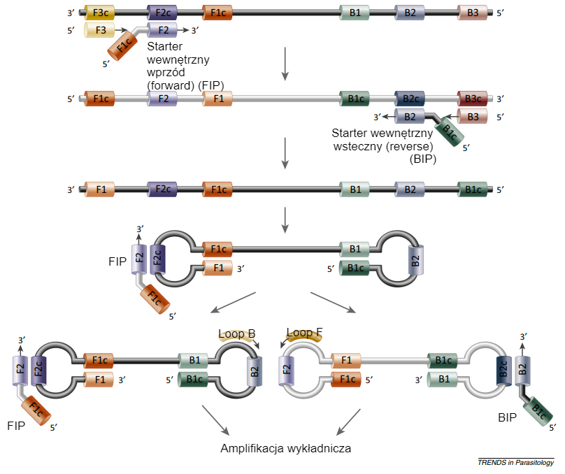 Rys. 2. Tworzenie pętli DNA w reakcji polimerazy LAMP. Źródło: Alhassan et al. 2015.