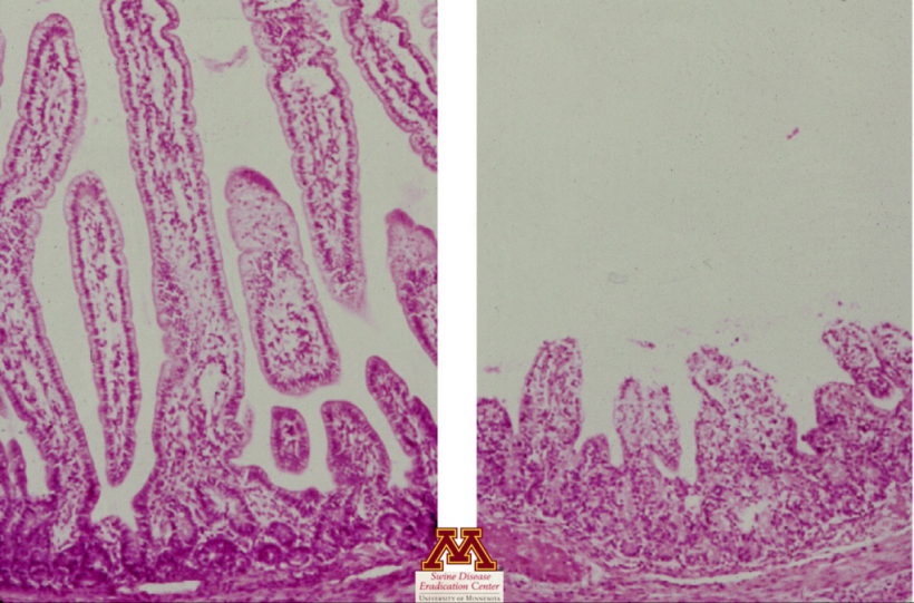 Zanik kosmk&oacute;w spowodowany rotawirusem . Źr&oacute;dło: Swine Diseases by Perle Zhitnitskiy, DVM, MSpVM. Photo source: Dr. Carlos Pijoan https://creativecommons.org/licenses/by-nc/4.0/
