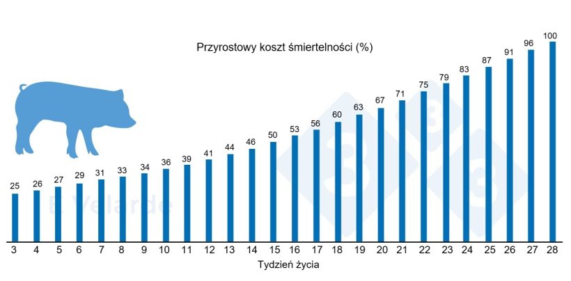 Wykres 1. Narastający koszt śmiertelności według tygodnia życia. Źródło: Velarde (2023).