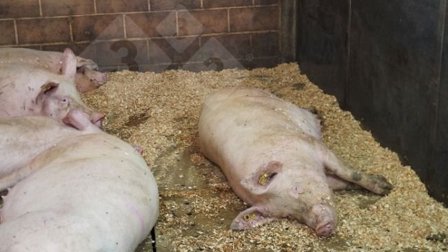 Photo 1. Sows resting.