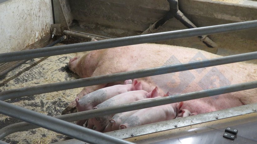 System ruchomej podłogi wdrożony u loch karmiących.
