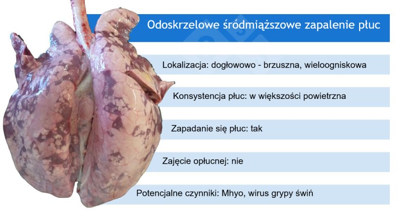 Mhyo: Mycoplasma hyopneumoniae