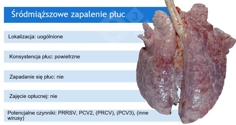 PRRSV: wirus zespołu rozrodczo-oddechowego świń; PCV2: cirkowirus świń 2; PRCV: koronawirus oddechowy świń; PCV3: cirkowirus świń 3.
PRCV, PCV3 i inne wirusy, takie jak adenowirusy, wirus choroby Aujeszky'ego i inne, zwykle powodują łagodne śródmiąższowe zapalenie płuc.