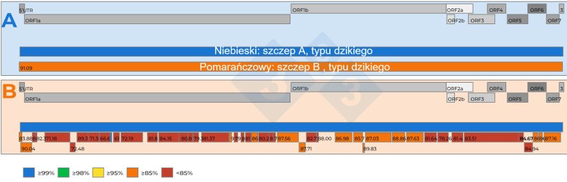 Rysunek 2: A) Schematyczne przedstawienie por&oacute;wnania dw&oacute;ch całych sekwencji genomowych PRRSV odzyskanych z pr&oacute;bki surowicy 15:1 o Ct 18,4. Jeden wirus został ustawiony jako referencyjny (kolor niebieski). Poziom podobieństwa nukleotyd&oacute;w między wirusami jest reprezentowany przez liczby w czerwonych kwadratowych polach. B) Schematyczne przedstawienie por&oacute;wnania dw&oacute;ch sekwencji genomowych PRRSV odzyskanych z pr&oacute;bki surowicy połączonej w stosunku 5:1 z Ct 19,5. Jeden wirus został ustawiony jako szczep referencyjny (kolor niebieski). Poziom podobieństwa nukleotyd&oacute;w między fragmentami genomu odzyskanymi z drugiego wirusa jest oznaczony kolorami, a także reprezentowany przez liczby w czerwonych kwadratowych polach. Geny genomu PRRSV są przedstawione w g&oacute;rnej części panelu A i B. Poszczeg&oacute;lne ORF obecne w sekwencji całego genomu PRRSV są przedstawione w g&oacute;rnej części panelu A i B.
