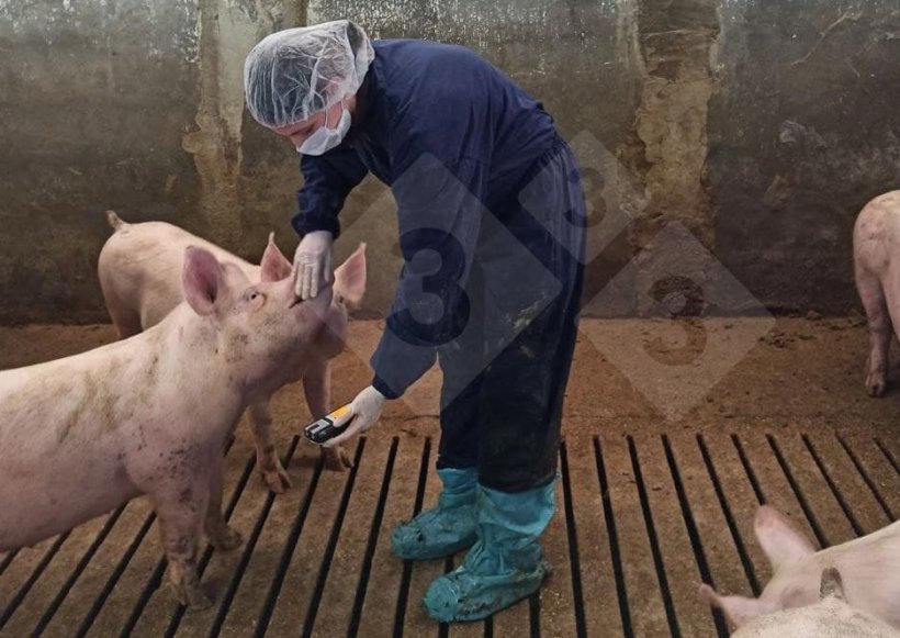 Monitorowanie stężenia gaz&oacute;w powinno być przeprowadzane co najmniej raz w sezonie i w co najmniej trzech kojcach.
