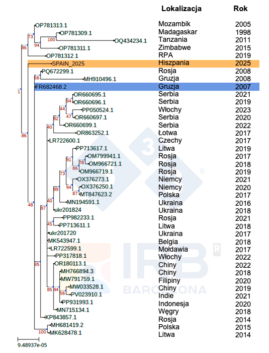 Rysunek 1. Pokrewieństwo filogenetyczne szczepu Sp25 (kolor pomarańczowy) w por&oacute;wnaniu z innymi afrykańskimi i europejskimi izolatami ASFV po introdukcji szczepu Georgia 2007 (kolor niebieski) do Europy. Autorzy: dr Toni Gabald&oacute;n i Marina Marcet-Houben (IRB).
