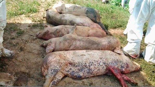 Carcasses of pigs infected with ASFV