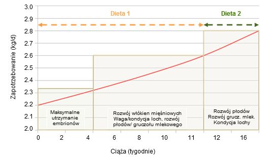 priorytety żywienia loch w ciąży