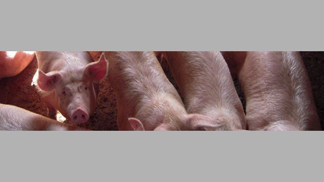 Tuczniki