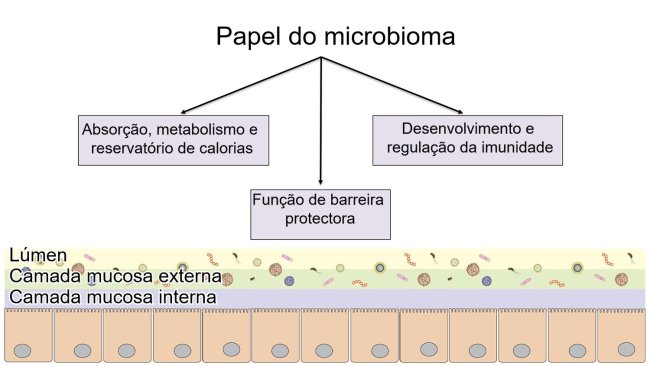 Funções do microbioma: barreira intestinal, digestão e metabolismo de nutrientes e regulação da imunidade.