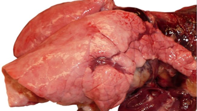 Foto 1. Pneumonia devido a infecção por gripe num porco em crescimento.