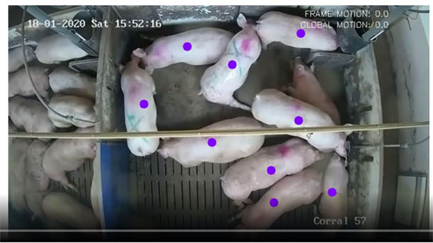 Foto 2: Vídeo em que se reconhecem e seguem individualmente os movimentos dos porcos. Projecto de Inovação VIGIASAN