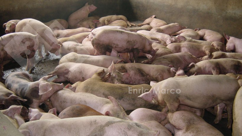 Foto 2. Exemplo de uma engorda com uma densidade excessiva