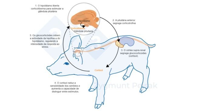 Figura 2. Minutos ou horas após a ocorrência do stress, o eixo hipotálamo-hipófise-adrenal (HPA) é activado. A pituitária secreta corticotrofina que, ao atingir o córtex adrenal, desencadeia a secreção de glicocorticóides, incluindo o cortisol. Os glicocorticóides inibem a actividade da hipófise e do hipotálamo, regulando assim a intensidade da resposta ao stress. O cortisol tem sido utilizado extensivamente como marcador de stress em suínos, também como teste de resposta ao stress não-invasivos da saliva.