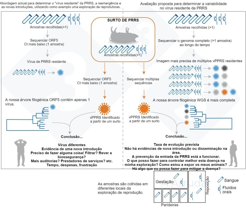 Figura 1. Ilustração de um exemplo da abordagem actual habitual para determinar a variante de vPRRS dentro de uma exploração (painel da esquerda) e a nossa proposta de avaliação para determinar a variabilidade dos vPRRS residentes (painel da direita).