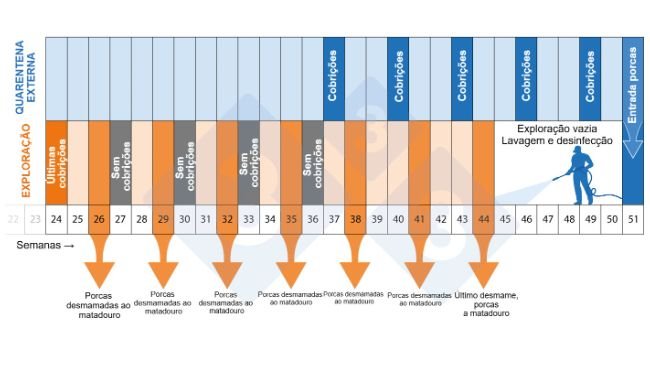 Figura 2. Cronograma do programa de despovoamento-repovoamento