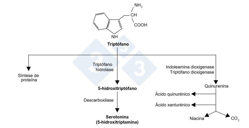 Figura 1. Mol&eacute;cula de tript&oacute;fano e suas vias