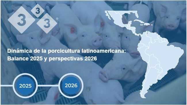 Dinâmica da produção suína latino-americana: balanço 2025 e perspetivas 2026