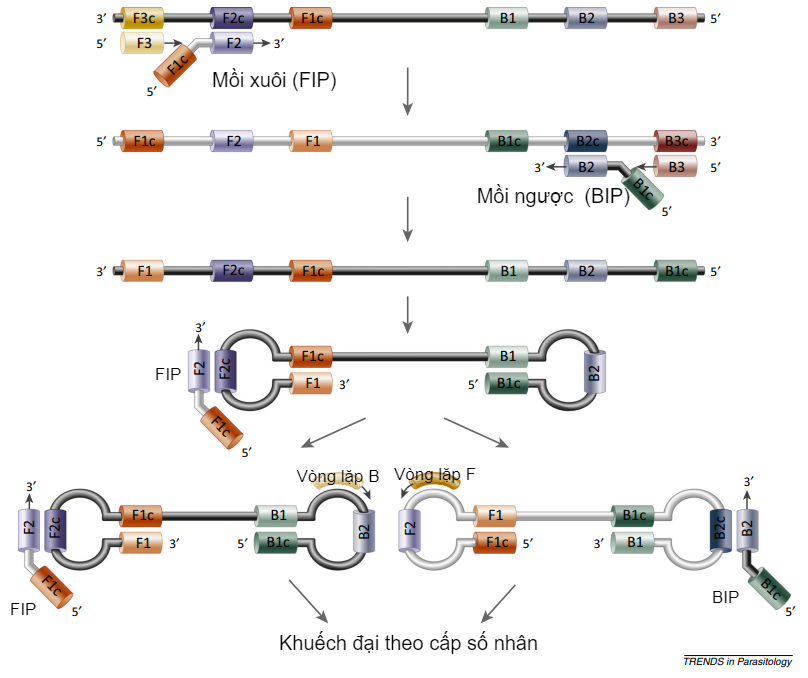 DNA Loop formation in the LAMP polymerase reaction