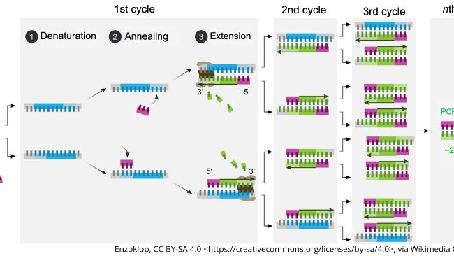 Sơ đồ cơ chế của PCR.

