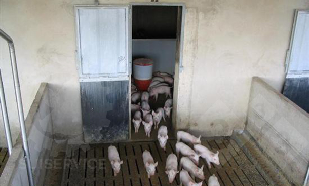 weaning pigs