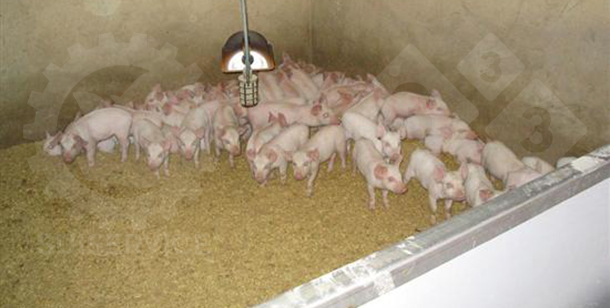 weaning pigs