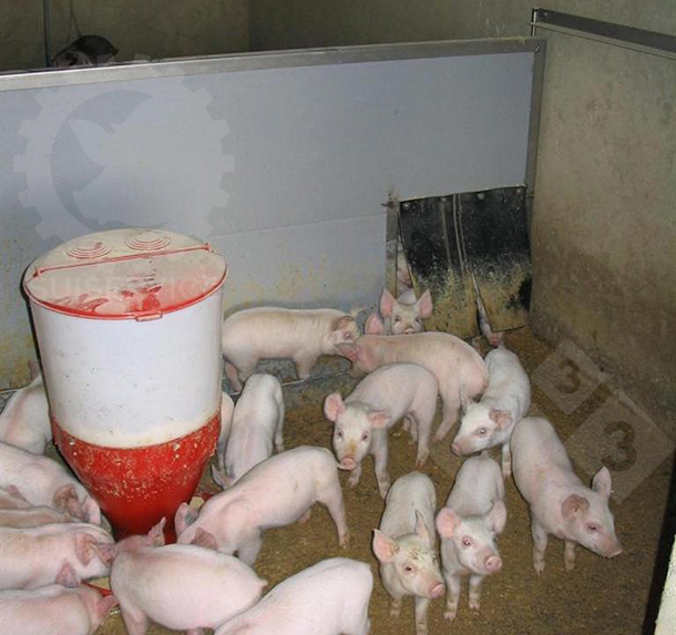 weaning pigs