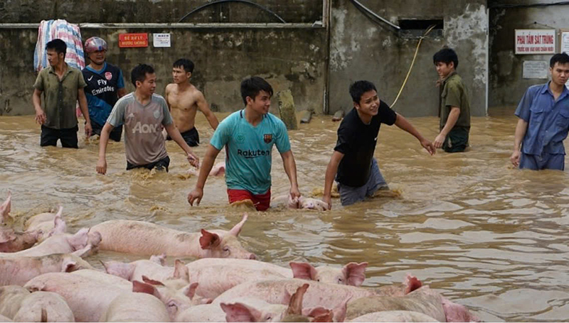 Người dân khẩn trương di chuyển vật nuôi đến nơi an toàn. Nguồn: Sưu tầm.