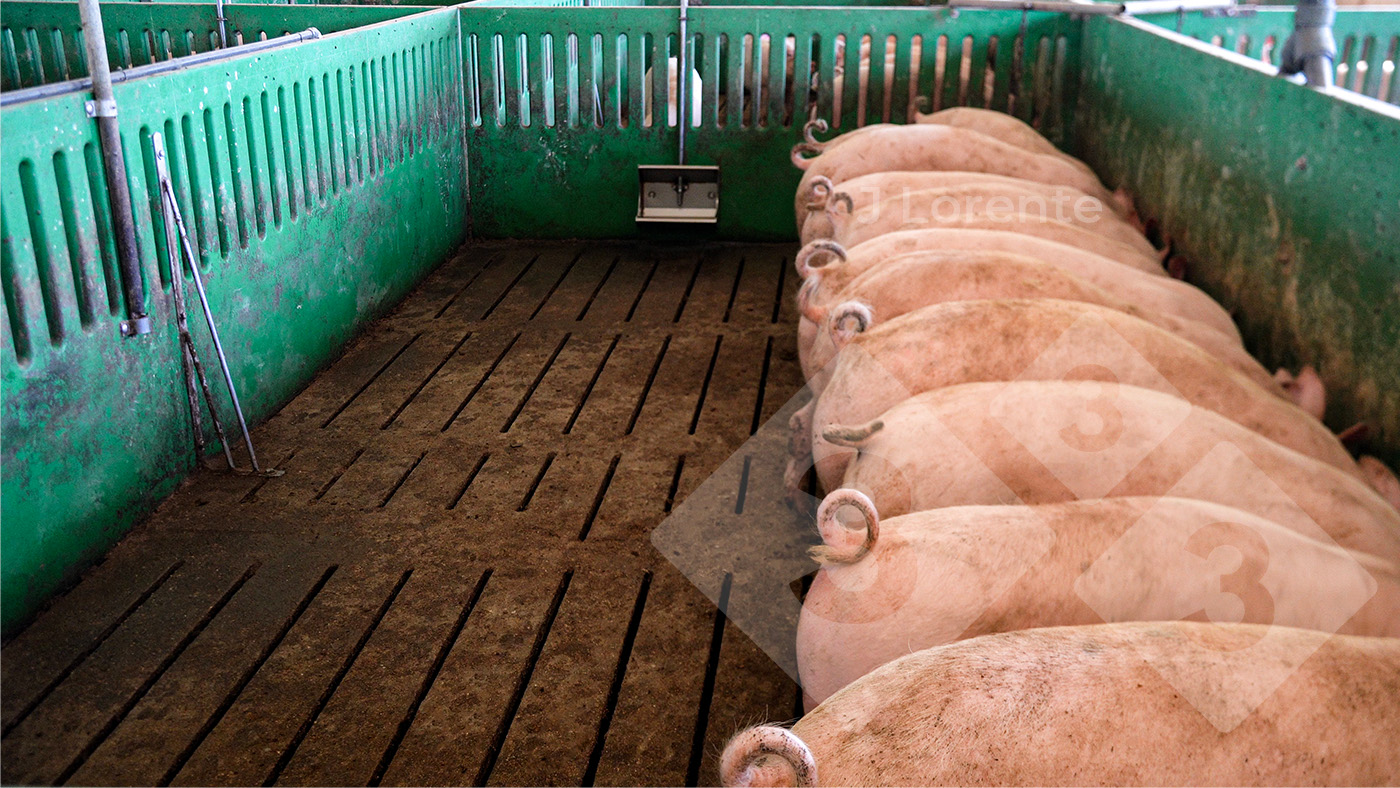 Finishing pigs eating at the same time